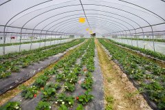  建德草莓大棚吹膜填充母料的忠實客戶